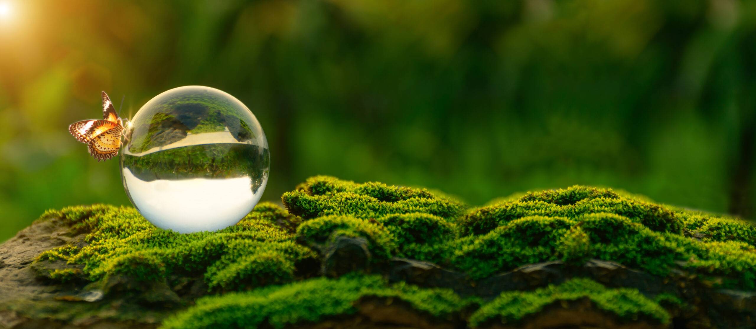 World environment day concept.Globe Glass with butterfly. circul